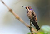 Brown Violetear